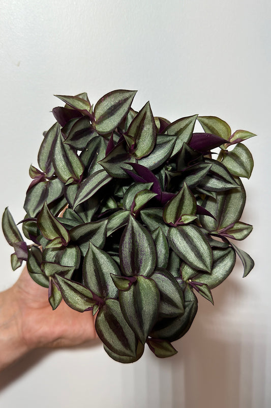Tradescantia Zebrina