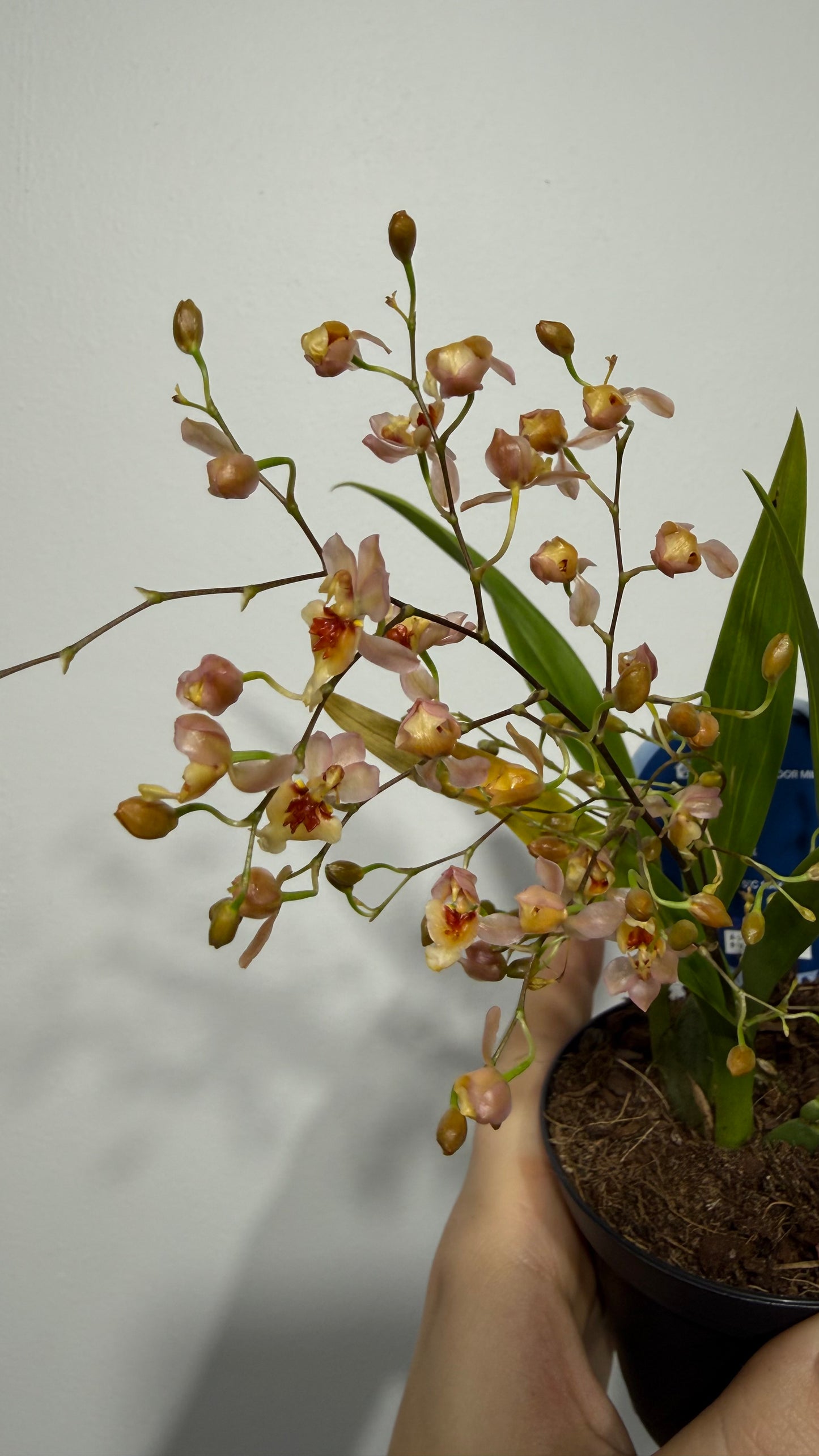 Orhideja Oncidium 2 SMARŽO