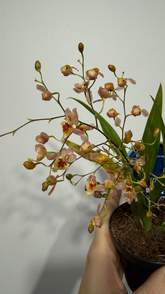 Orhideja Oncidium 2 SMARŽO