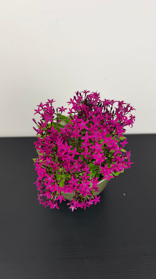 Pentas Lanceolata Dark Pink