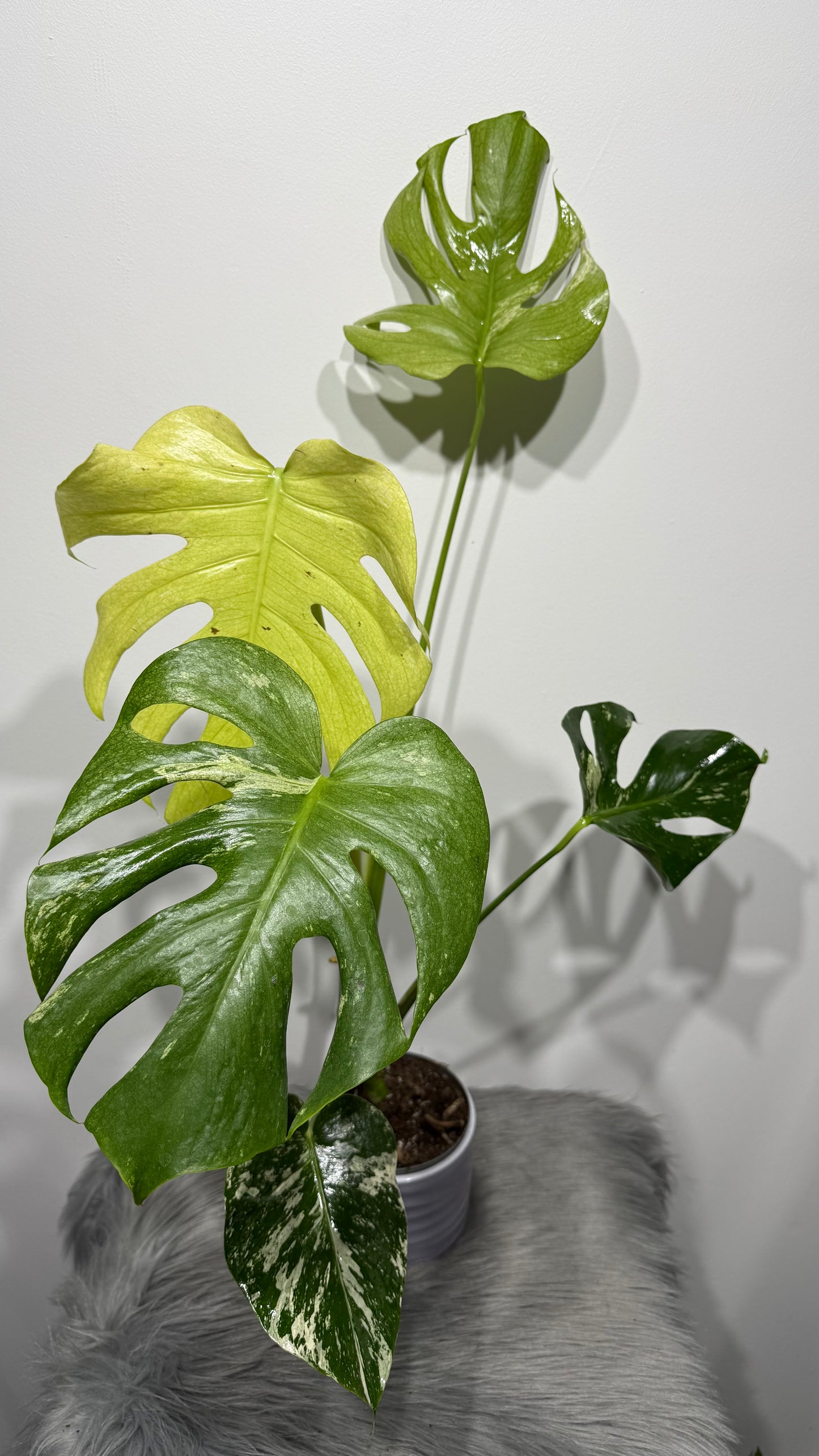 Monstera Mint