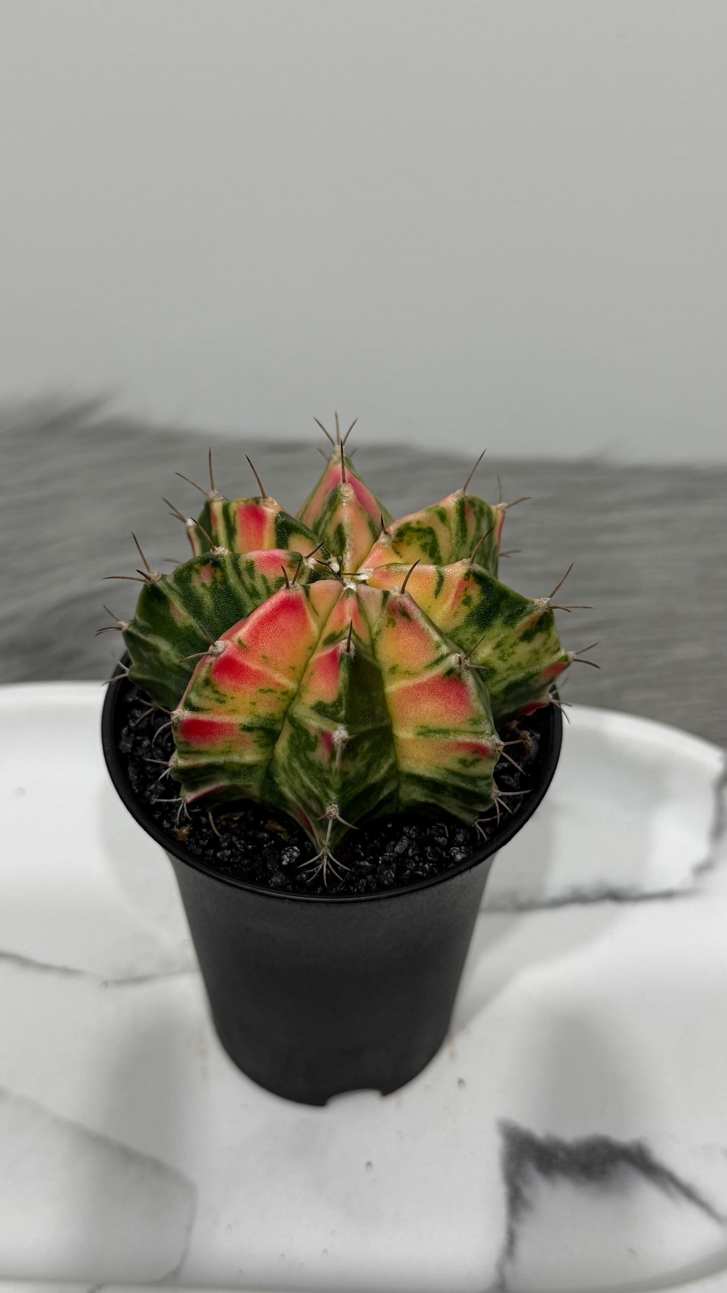 Gymnocalycium mihanovichii variegata