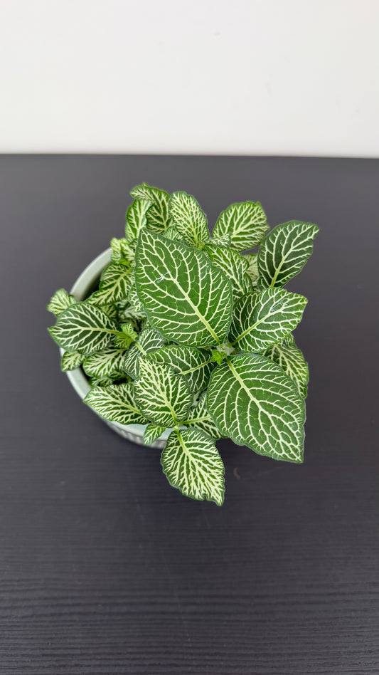 Fittonia 1
