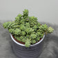 Sedum burrito