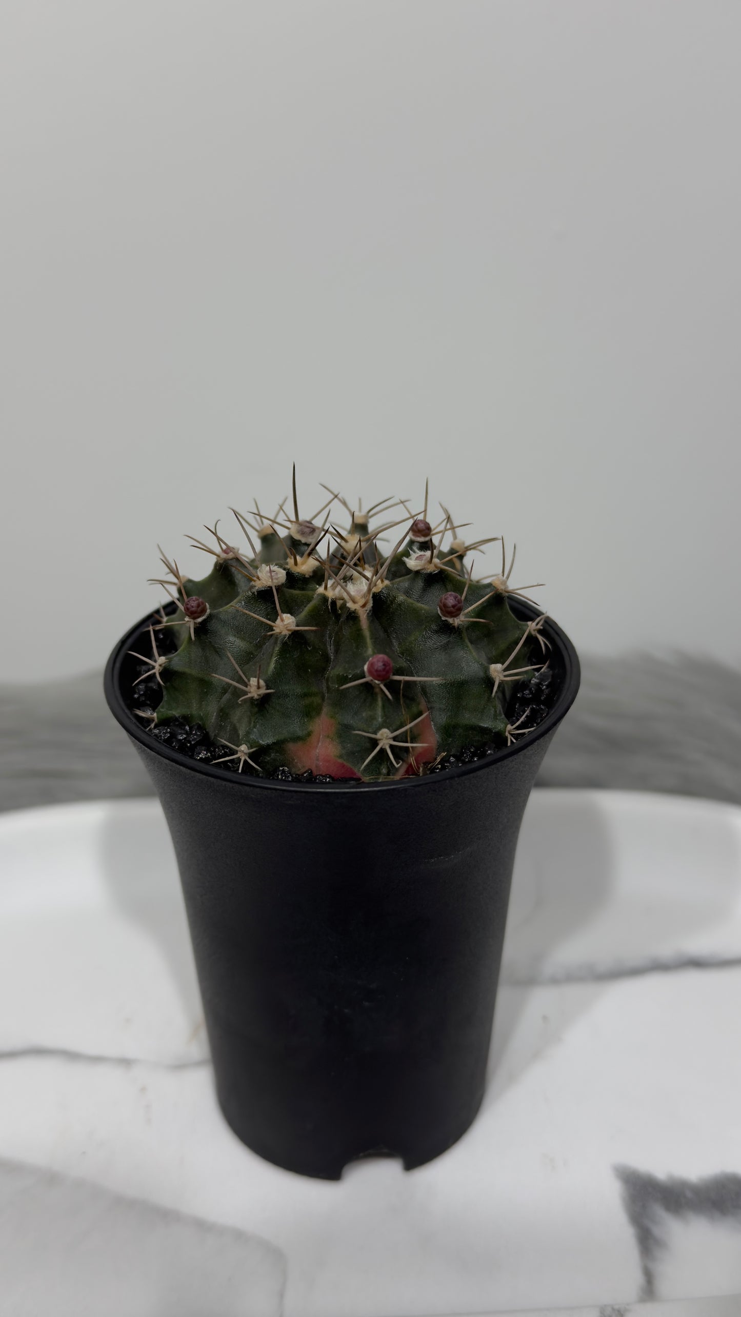 Gymnocalycium mihanovichii variegata