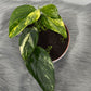 Monstera standleyana variegata