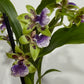 Orhideja Zygopetalum Louisendorf SMARŽO!