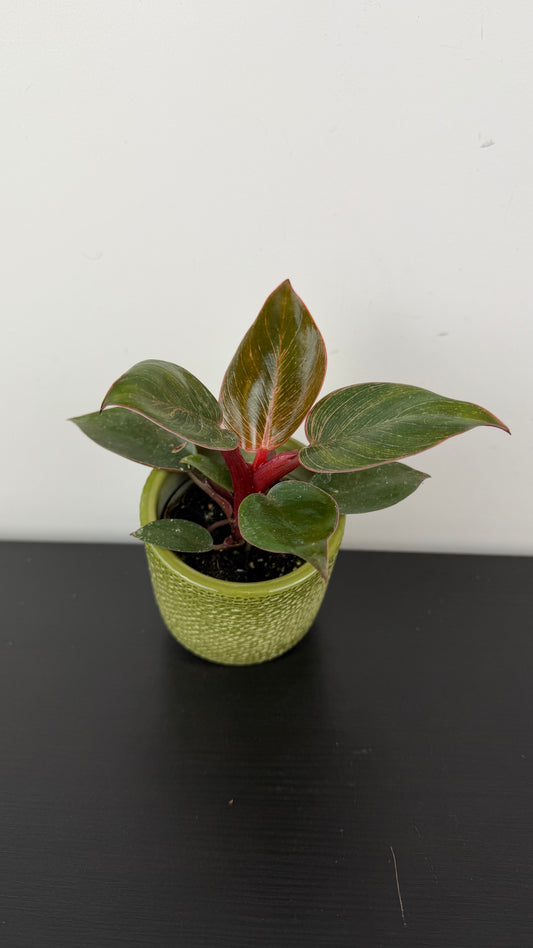 Philodendron Birkin Pink