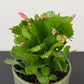 Schlumbergera 1