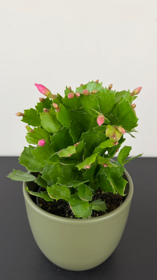 Schlumbergera 1
