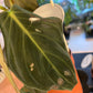Philodendron gigas