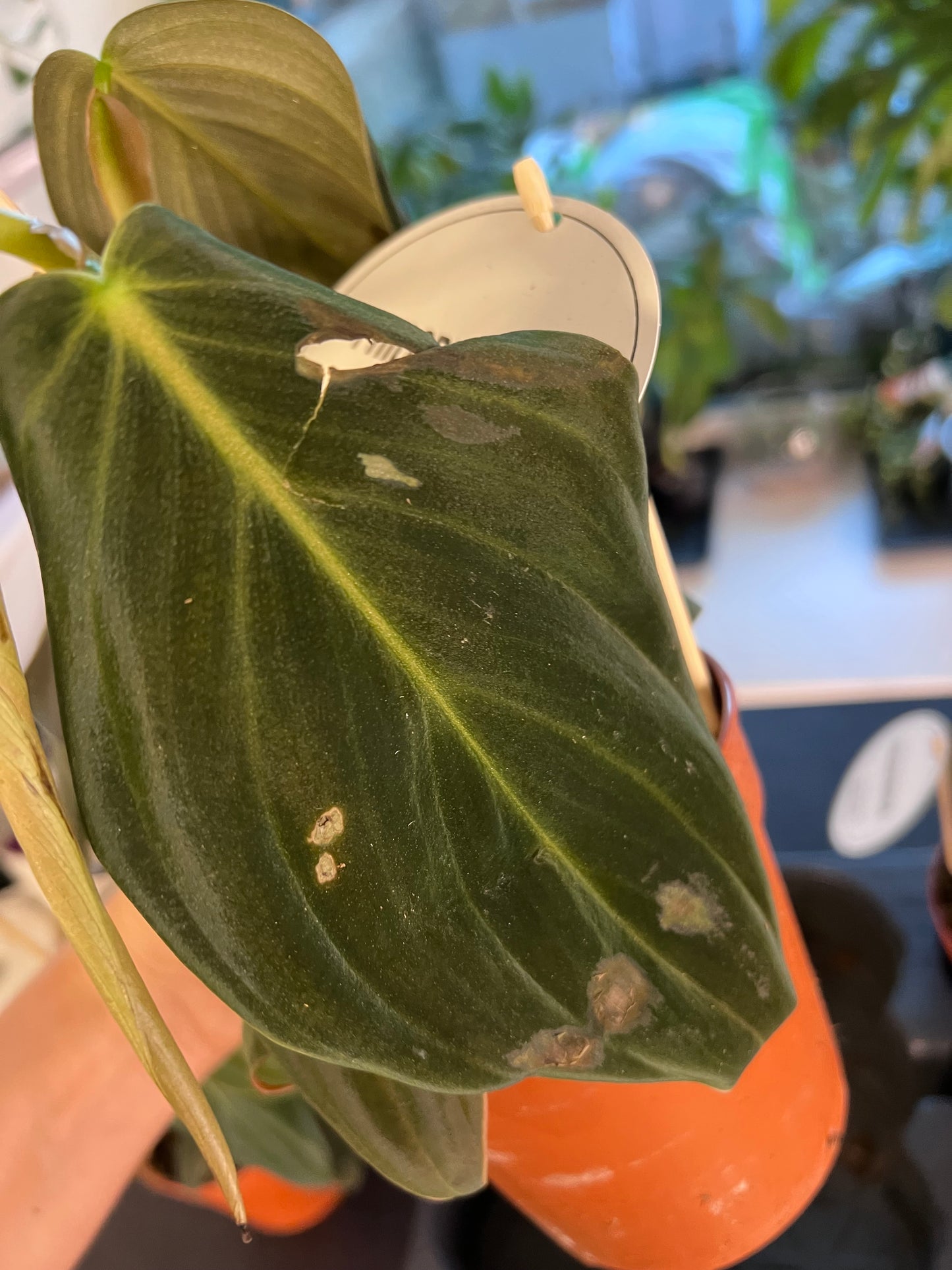 Philodendron gigas