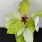 Philodendron Snowdrift