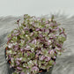 Tradescantia Fluminensis