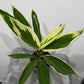 Cordyline 2