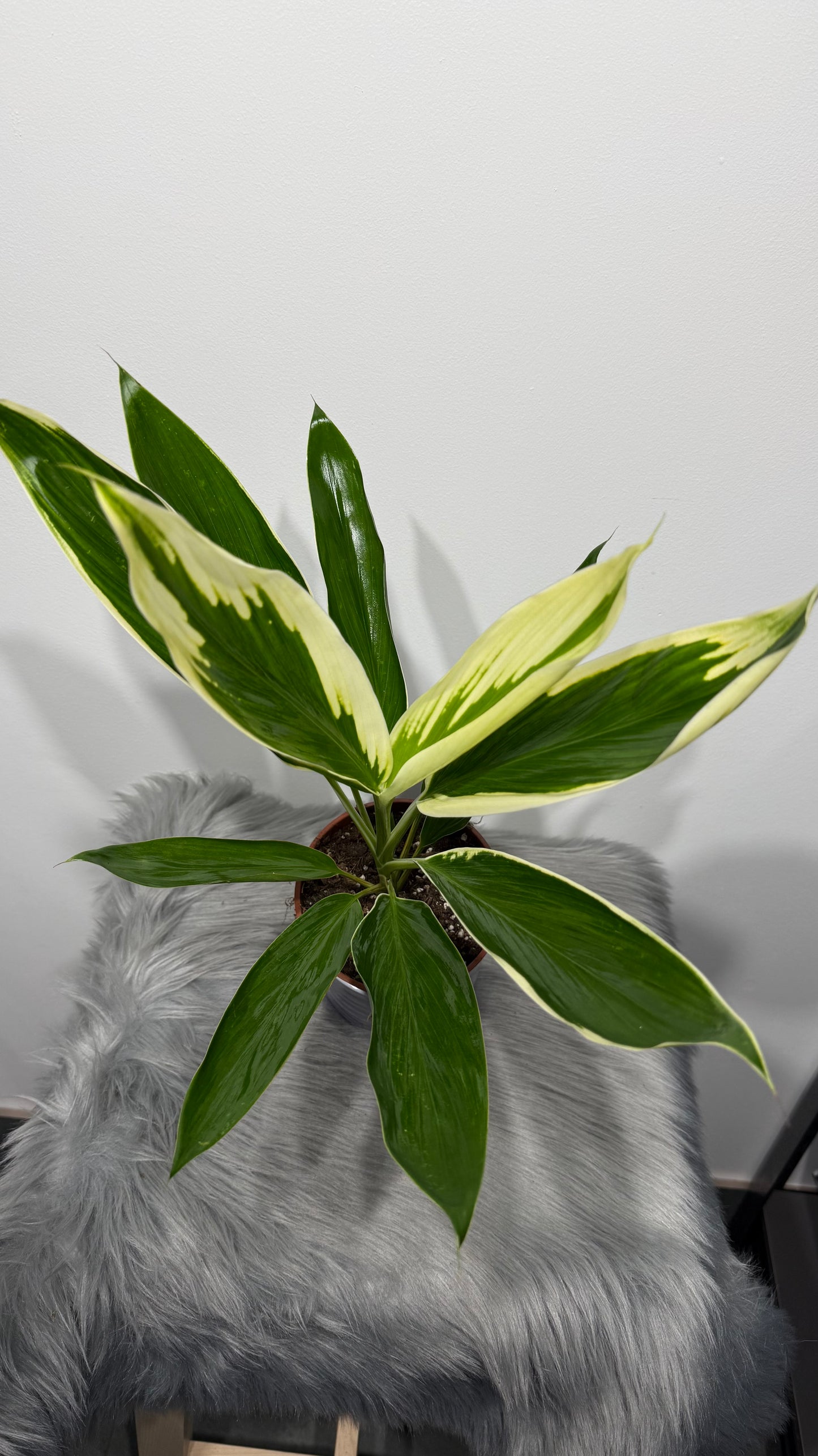 Cordyline 2