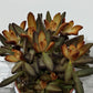 Kalanchoe Tomentosa