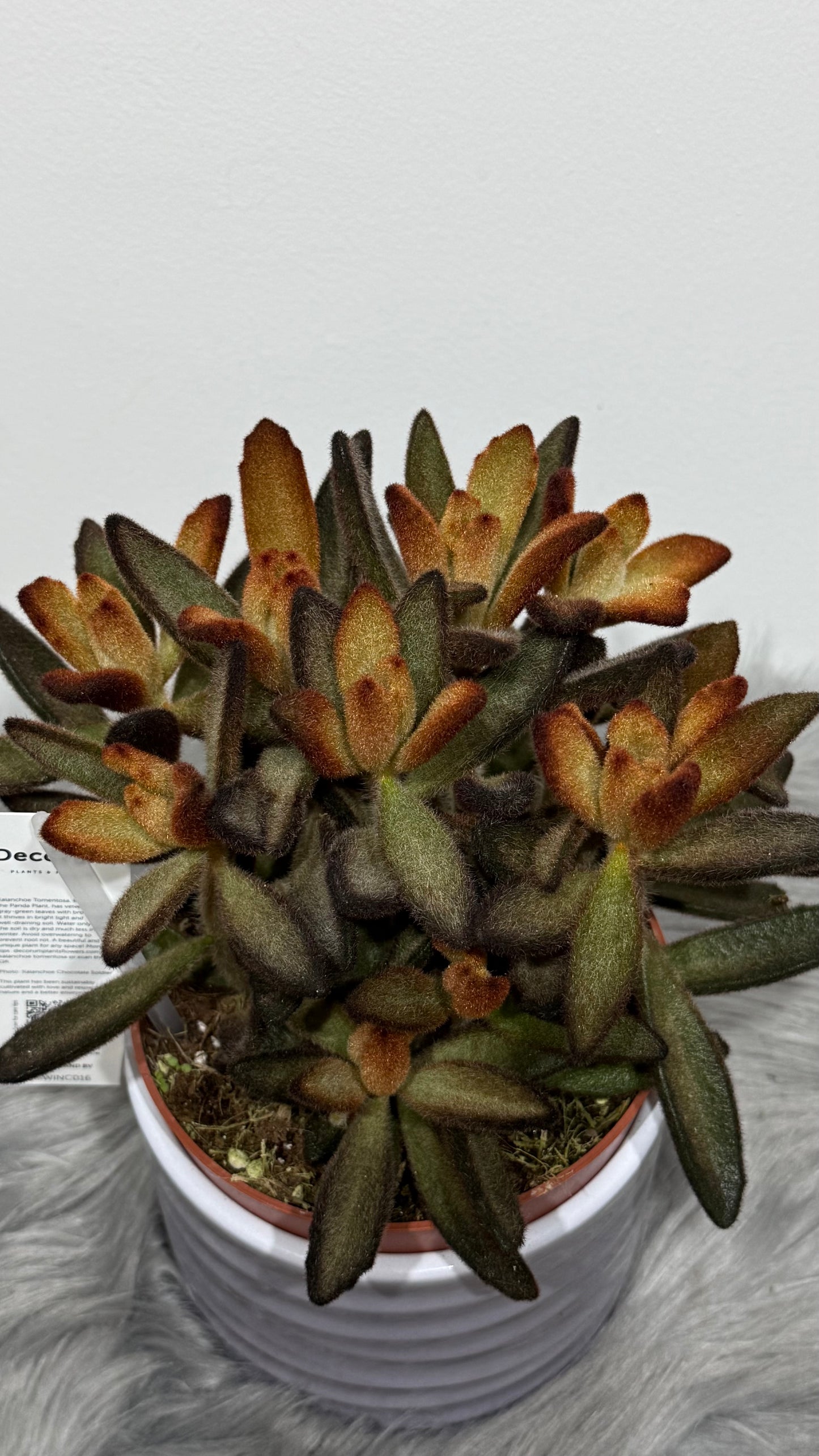 Kalanchoe Tomentosa