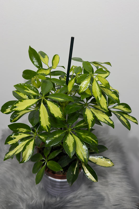 Schefflera Gerda