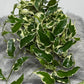 Ficus Sagittata Variegata