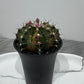 Gymnocalycium mihanovichii variegata