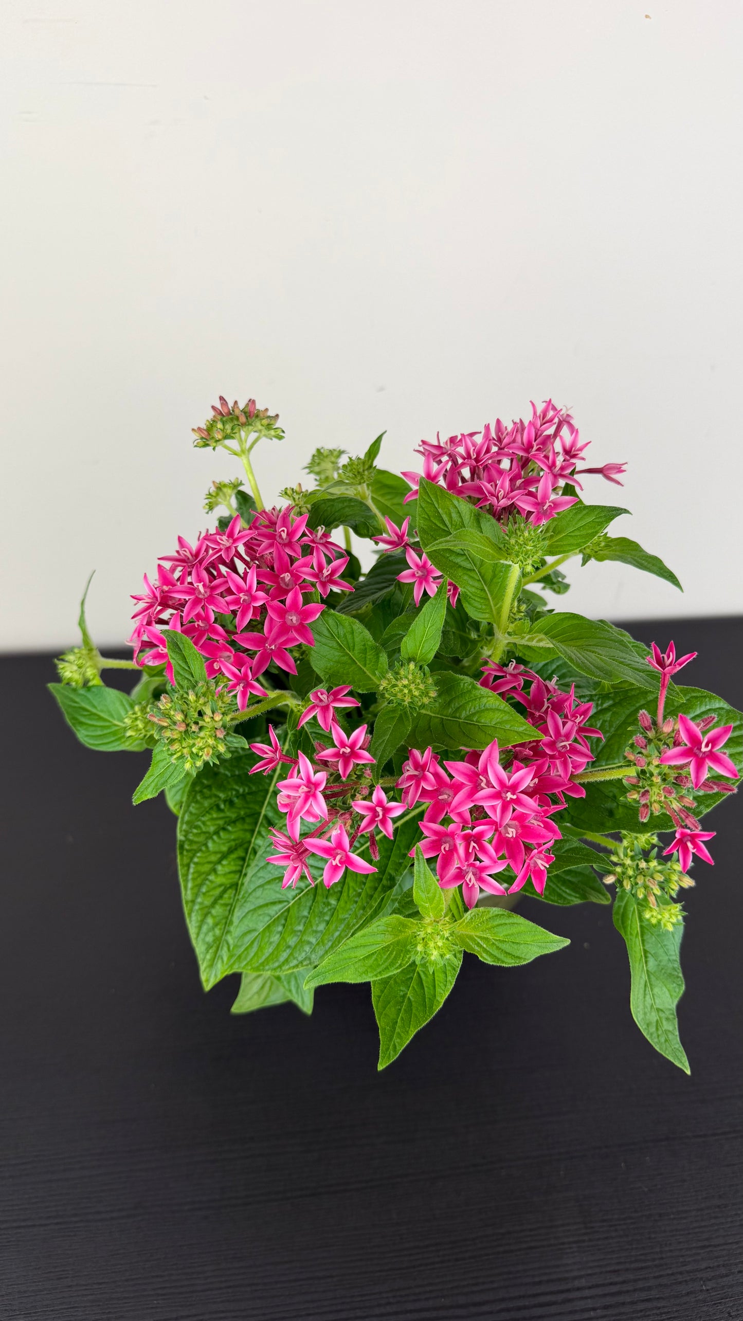 Pentas Graffi Pink