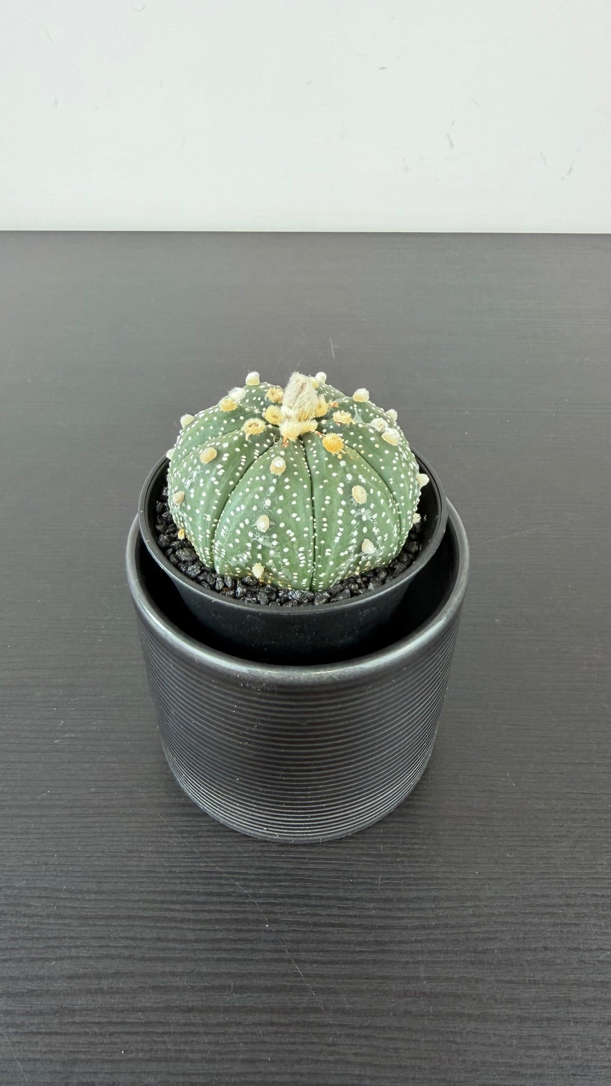Astrophytum Asterias