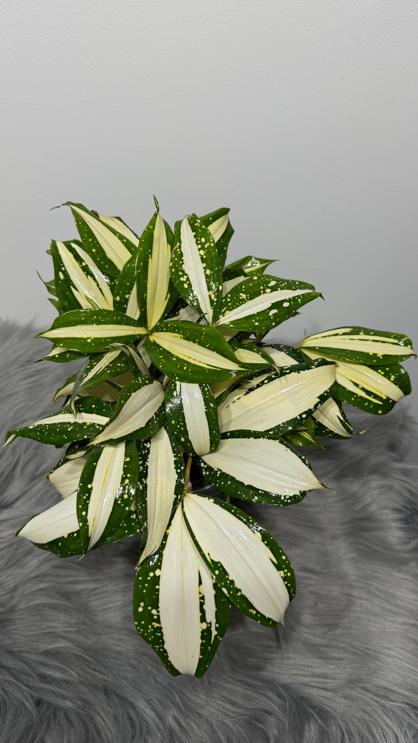 Dracaena Surculosa Milky Way