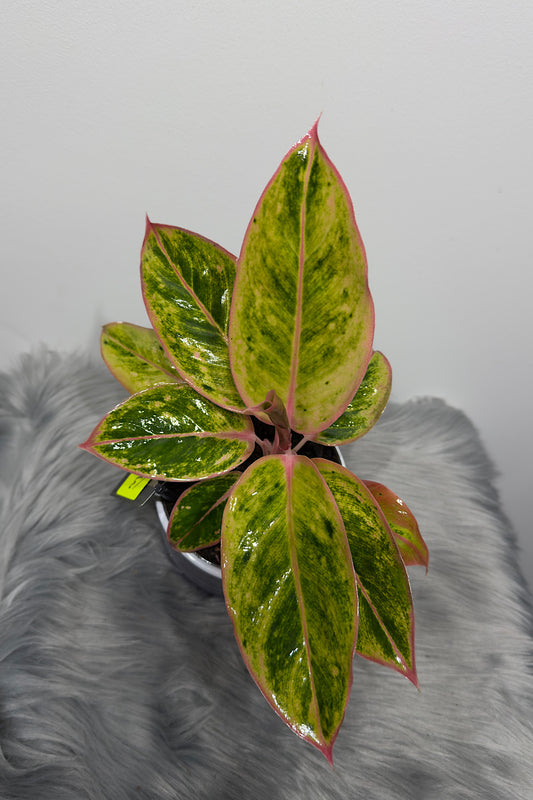 Aglaonema 13