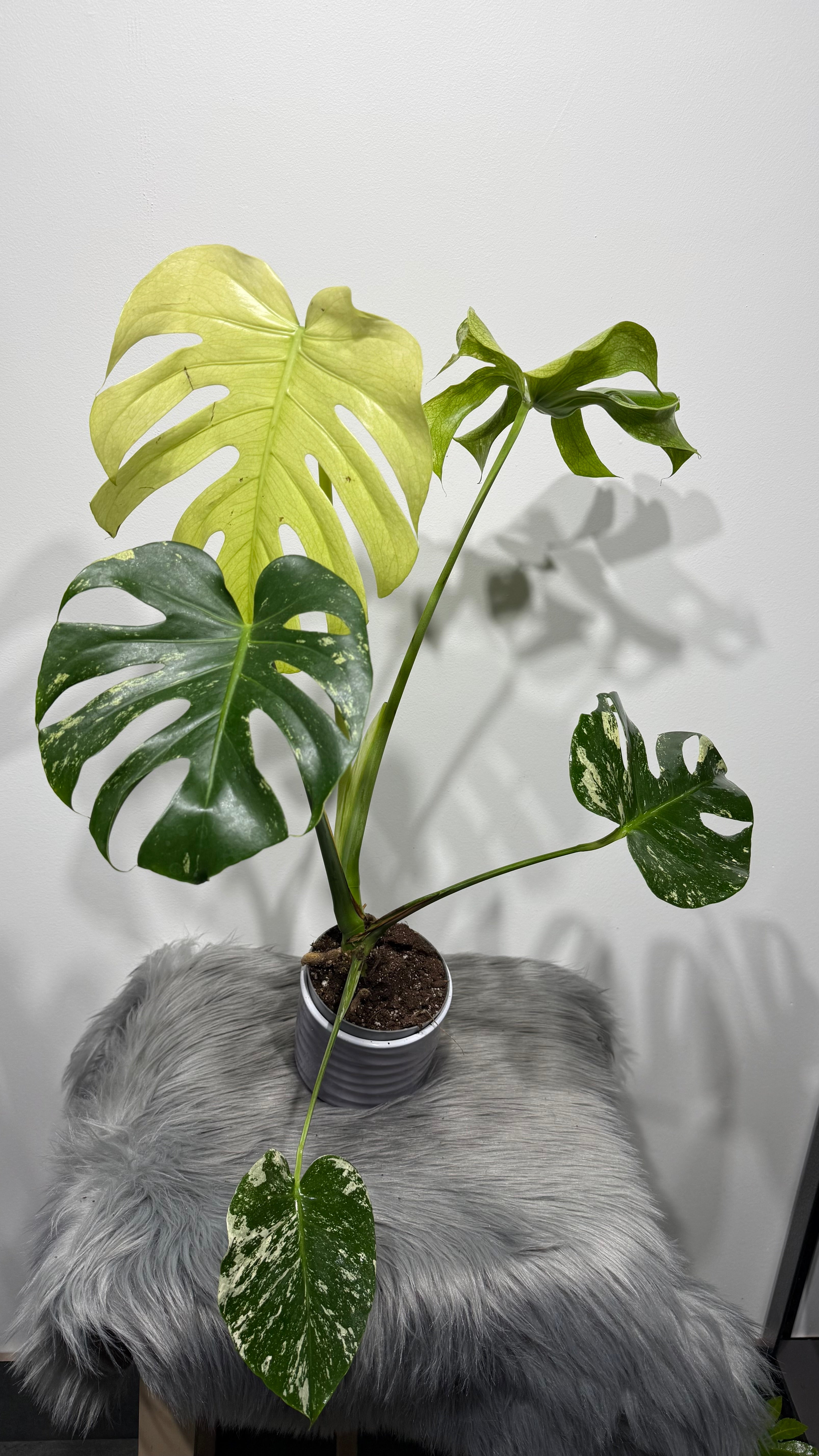 Monstera Mint – www.augi-plants.lv