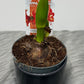 Hippeastrum Christmas Star
