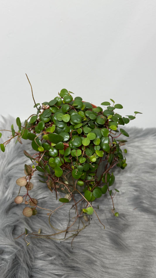 Peperomia pepperspot
