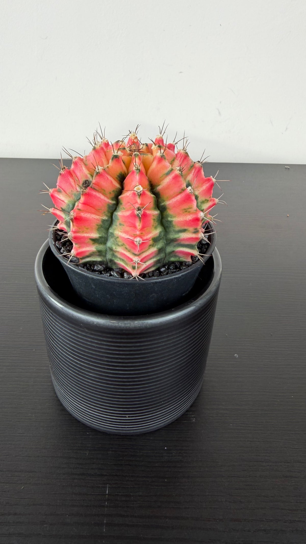 Gymnocalycium mihanovichii variegata