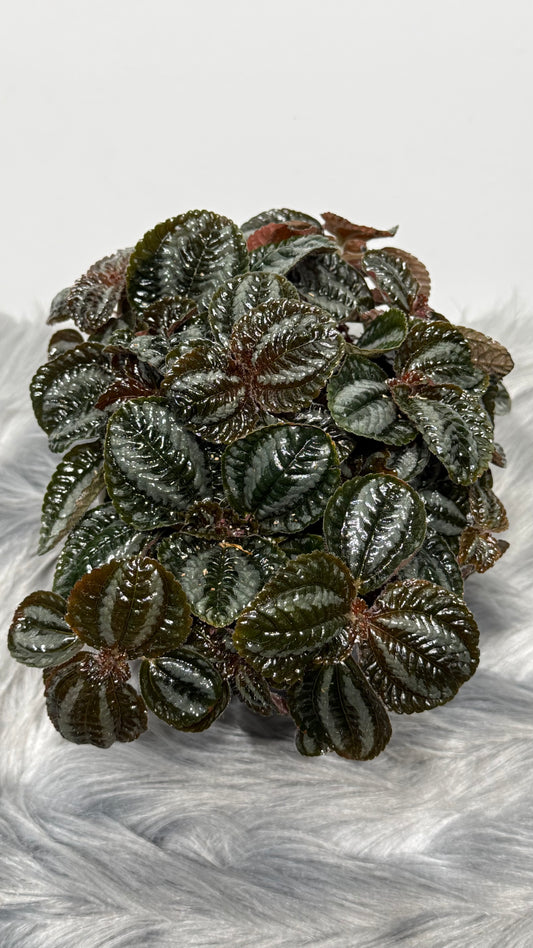 Pilea Norfolk