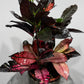 Codiaeum Iceton