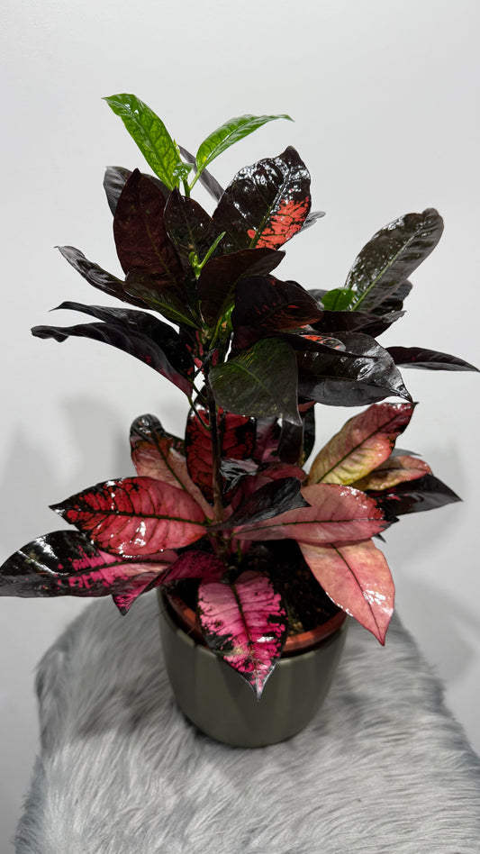 Codiaeum Iceton