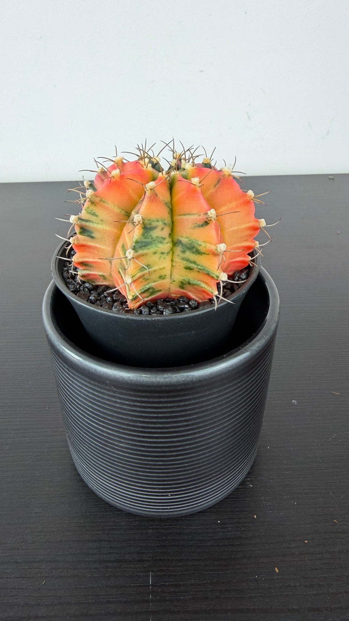 Gymnocalycium mihanovichii variegata