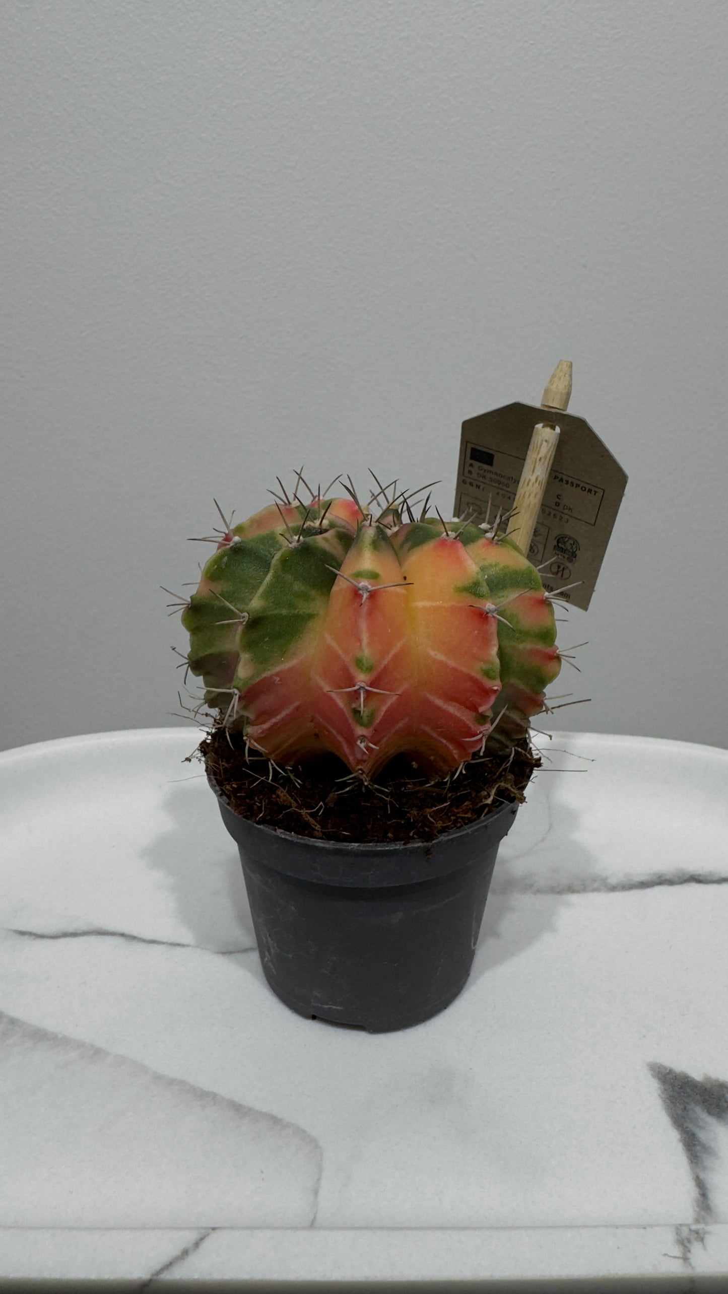 Gymnocalycium mihanovichii variegata
