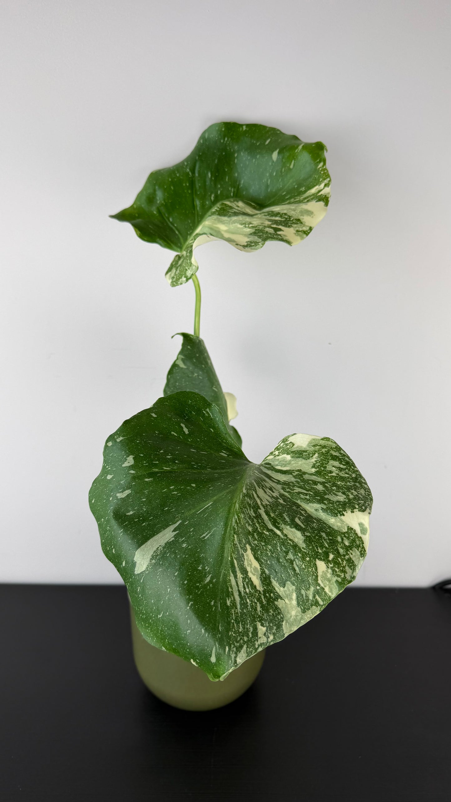 Monstera Thai Constellation