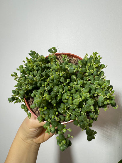 Senecio Rowleyanus