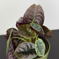 Alocasia cuprea 'Red Secret'