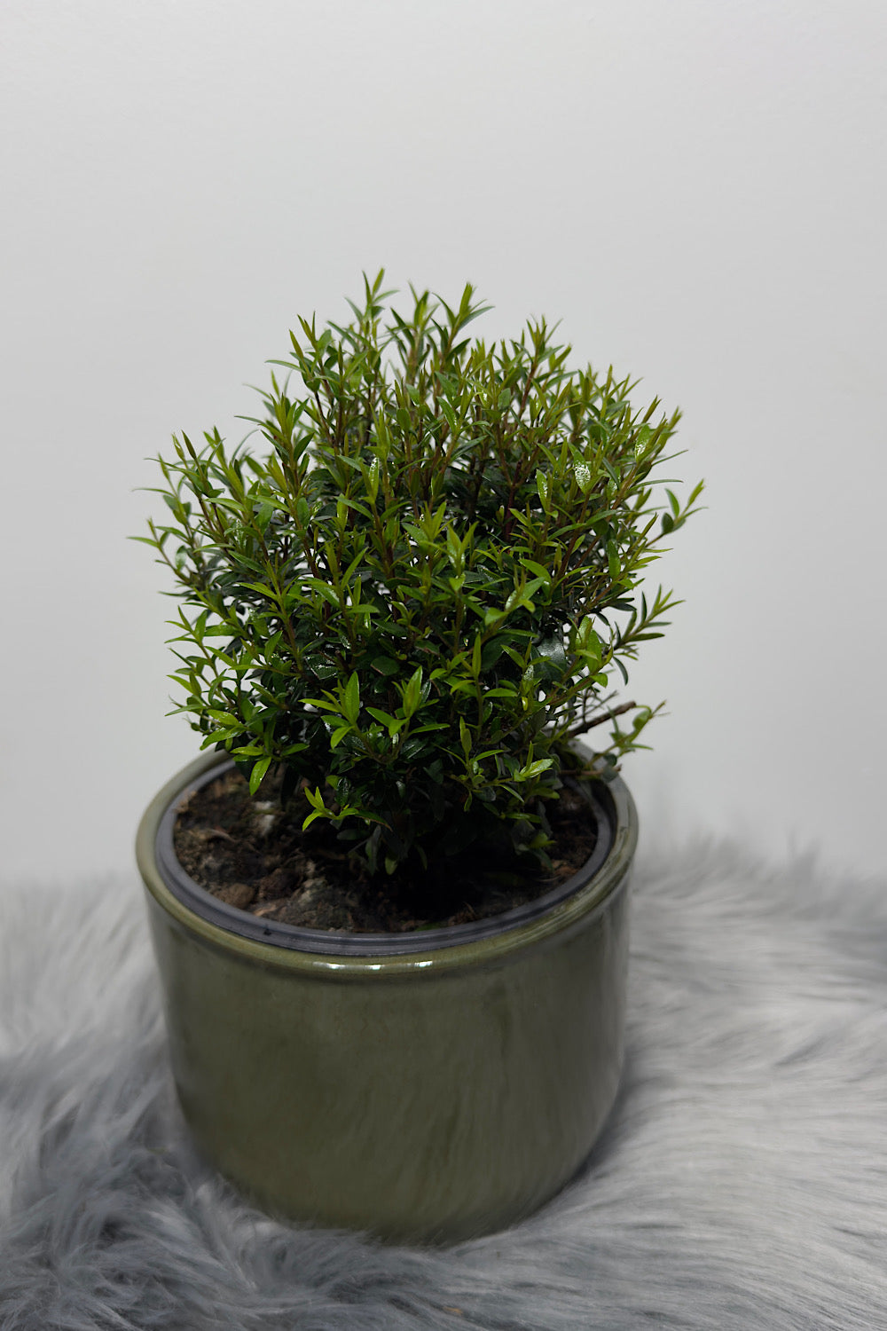 Myrtus Communis Mirte