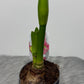 Hippeastrum Amalfi