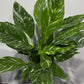 Spathiphyllum Diamond