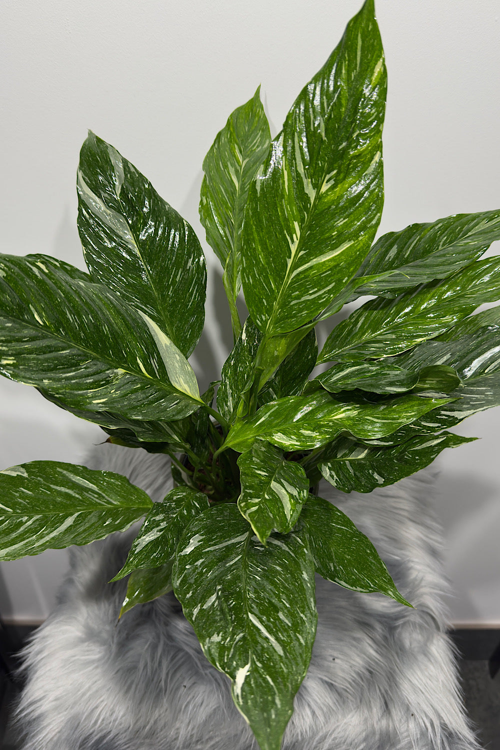 Spathiphyllum Diamond
