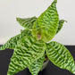 Dracaena Goldieana