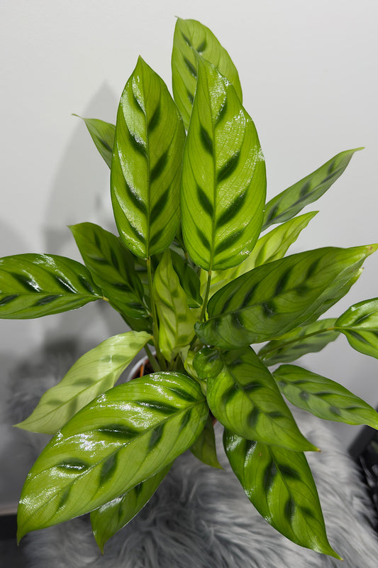 Calathea 2