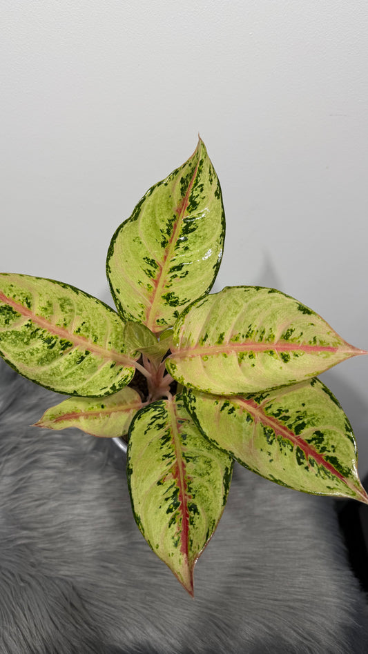 Aglaonema 8
