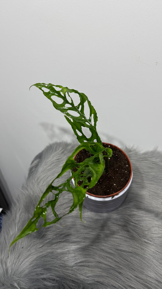 Monstera Obliqua Peru