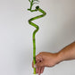 Dracaena Lucky Bamboo